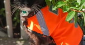Коту-железнодорожнику Мусе со станции Шерекино сшили форменную жилетку после года службы