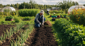 Убрали чеснок и лук - срочно сделайте это с грядками: 35 минут превратят почву в супер плодородную