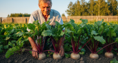 2 подкормки в августе сделают свеклу размером с дыню и слаще мёда - забудьте про знаменитые удобрения