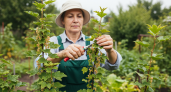 Секрет богатого урожая смородины: что опытные садоводы делают после сбора и почему это работает