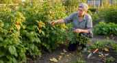 Никогда не обрезайте малину в августе так: 2 ошибки, которые садоводы считают правильными