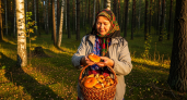 Грибники игнорируют плотного родственника рыжика - а зря, ведь он сладкий и мясистый
