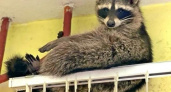 Четырехмесячный енот Тич сбежал через форточку и захватил центр службы 112 в Курске