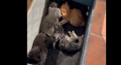 В Курске к Домику добрых дел подкинули ведерко с шестью котятами