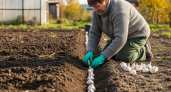 Агроном раскрыл секрет крупного чеснока: один приём после посадки, который меняет всё