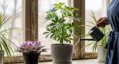 Фиалки разрушают личную жизнь, а фикус изгоняет мужчин: какие растения крадут энергию и счастье из дома