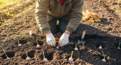 Один осенний ритуал заменяет все весенние подкормки: чеснок вырастает размером с кулак