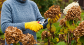 Садоводы скрывают главный секрет пышного цветения гортензии: что делать с кустом в октябре