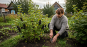 Старые садоводы насыпают на смородину загадочный порошок в августе: через 2 недели почки превращаются в крупные бусины