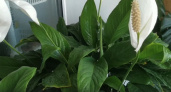Секрет питомников: почему одни спатифиллумы превращаются в роскошные кусты, а другие едва выживают
