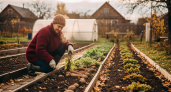 Залог богатого урожая: 5 вещей, которые нужно успеть сделать на участке до зимы