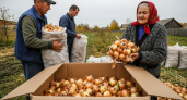 Бабушкин лук лежит до весны, а магазинный гниёт за неделю: вот в чём разница