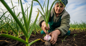 Муж полил грядку чеснока песком вместо воды — урожай вырос на 30% крупнее