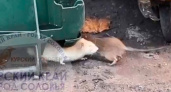 Море крыс роет норы у дома на Серёгина: жильцы боятся выносить мусор
