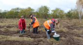 Курская область компенсирует вырубки: 48 гектаров леса восстановлено за пять лет