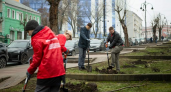 26 молодых лип от губернатора Хинштейна: улицу Дзержинского озеленили силами волонтёров