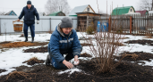 Гигантская смородина на зависть соседям: проверенные хитрости опытного садовода для небывалого урожая