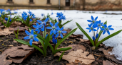 В Курске подснежники не стали ждать весны и зацвели в сугробах