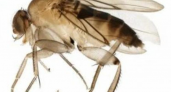 Россельхознадзор предупредил о заносе карантинной мухи-горбатки в Курскую область
