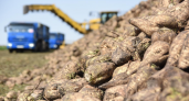 Курская область продала 3,5 млн тонн сахарной свеклы и нарастила производство молока