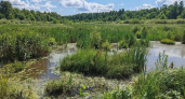 В Курской области 32 га болота стали памятником природы с краснокнижными видами