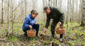 Тёплый март открыл грибной сезон в Курской области раньше обычного