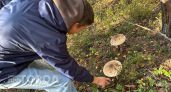 Тихая охота открывается: где в Курской области собирают самые богатые урожаи грибов