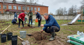Мэр Курска и родители высадили яблоневый сад у школы №23