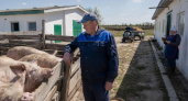 Курск нарастил производство мяса в 5,2 раза за первый квартал