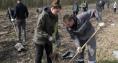 В Курском районе высадили лесные культуры на 1,2 гектара в рамках «Сада памяти»