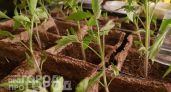 Добавляю этот простой продукт из кухни в воду: томаты и перцы становятся коренастыми уже через семь дней