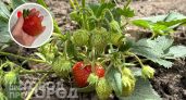 Добавьте этот копеечный состав в весенний полив клубники: результат превзойдет ожидания и ягоды станут как мед
