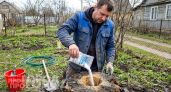 Забудьте про тяжелую лопату: я просто сыплю на пень обычную соль и наблюдаю как он превращается в труху