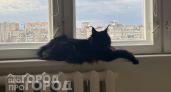 Забудьте о частых визитах к ветеринару: вот 3 породы кошек с крепким здоровьем, которые живут до 20 лет