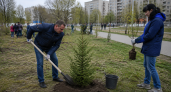 В Железногорске посадили 35 елей в память о погибших на СВО