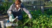 Уберите эти 5 вредных привычек из ухода за огурцами: результат превзойдет ожидания и урожай пойдет ведрами