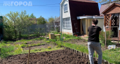 Начинаю обработку в мае — клещи обходят мой участок стороной: 5 действий, которые защитят на весь сезон
