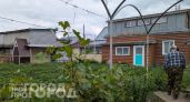 Китайцы выстроились в очередь у моего забора ради обычного сорняка: почему они скупают его за бесценок
