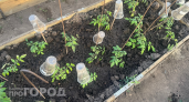 Сосед-огородник спас мои томаты одним странным действием — теперь плоды наливаются по 800 грамм