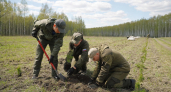 Курская область восстановит 156 гектаров леса: большая часть работ — уже этой весной