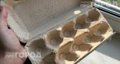 Хранить яичные лотки оказалось выгодно: показываю 27 способов превратить макулатуру в полезные вещи для дачи