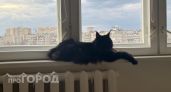 Ваша кошка остается одна: как на самом деле питомец переживает разлуку и можно ли оставлять его надолго