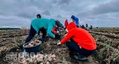 Забудьте про общие рекомендации: вот как вычислить лучшие дни для посадки картофеля в мае ради рекордного урожая