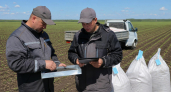 Россельхознадзор нашёл амброзию в 45 тоннах казахстанского подсолнечника