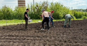 Картошка с грядки — и штраф в кармане: за что могут наказать дачника при продаже урожая