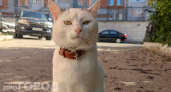 Рыжие наглые, чёрные спокойные: что на самом деле говорит окрас кошки о её характере