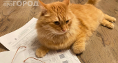 Коты делают это только с близкими: 3 тайных сигнала, которые вы годами понимали неправильно