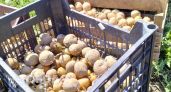 Ваш урожай картофеля под угрозой: дачникам объяснили новые правила, за нарушение которых придут огромные штрафы