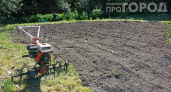 Кладу в лунки весной тройные удобрения: с сотки собираю 400 кг картошки