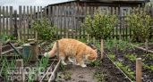 Больше не трачу время на уборку огорода: коты обходят грядки стороной после применения этой специи